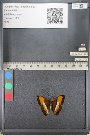 Media type: image;   Entomology 141086